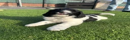 Kruising honden te koop: Kruising pups Doodle x Duitse stadoodle in Broeksterwald - Advertentie 14