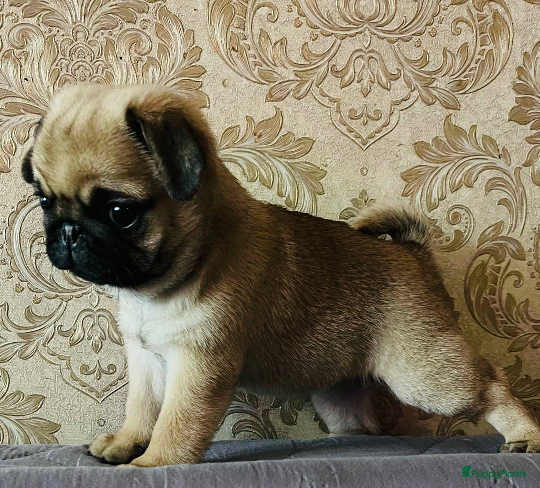 Mopshond honden te koop: Kleine Mopshondjes - Advertentie 2