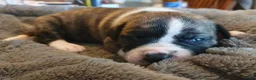 Amerikaanse Bulldog honden te koop: Mooie en gezonde Amerikaanse bulldog pups - Advertentie 3