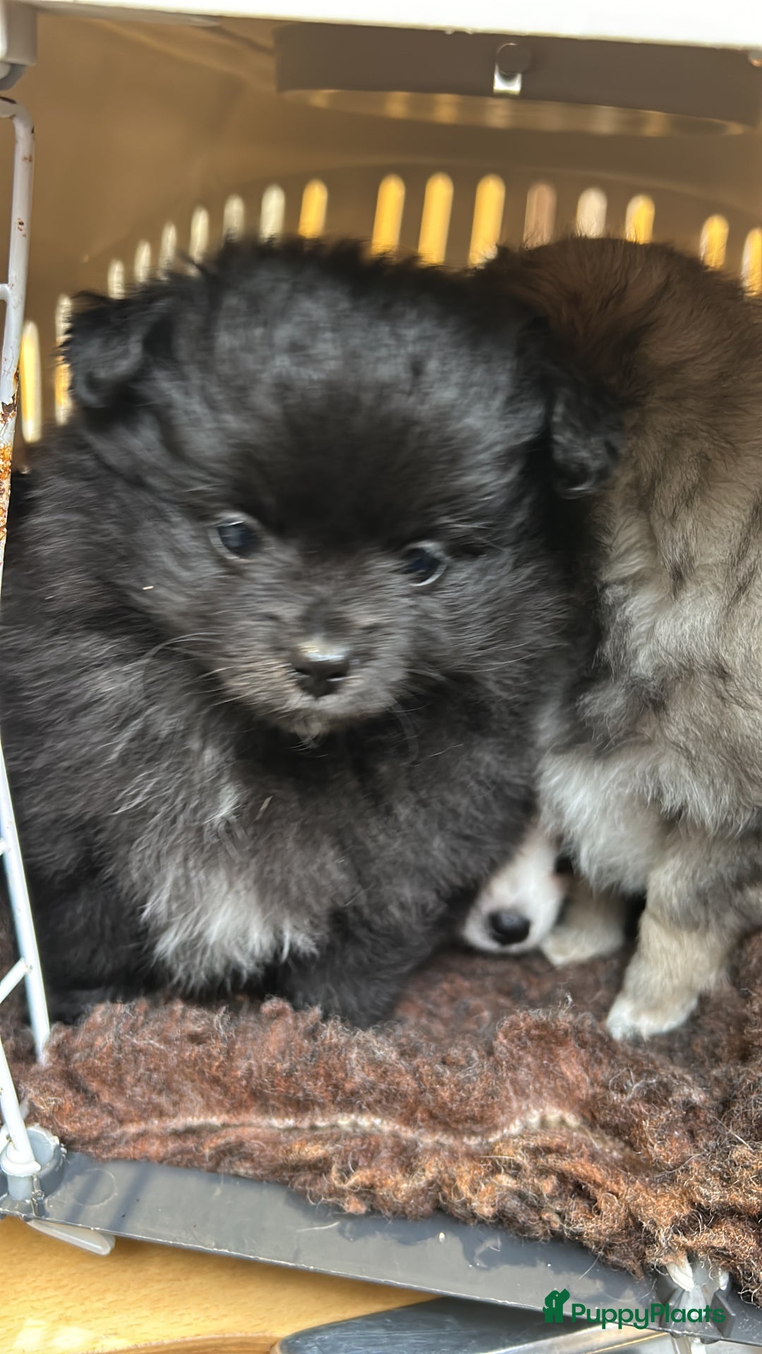 Pomchi honden te koop: Pomchi meisje - Advertentie 6