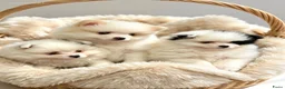 Pomeriaan honden te koop: 3 prachtige pups mogen het nest verlaten - Advertentie 5