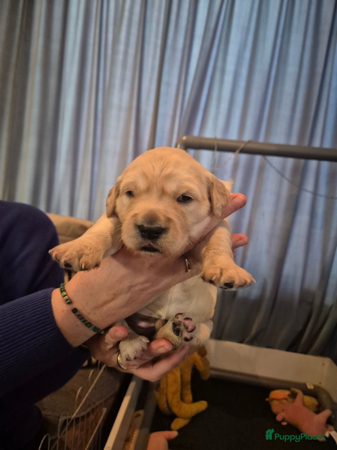 Golden Retriever honden te koop: Lieve golden Retriever puppies - Advertentie 14