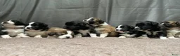 Kruising honden te koop: Australian Shepherd/Stabij x Toller pups  in Geldrop - Advertentie 1