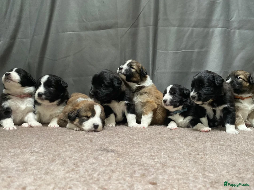 Kruising honden te koop: Australian Shepherd/Stabij x Toller pups  in Geldrop - Advertentie 1