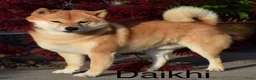 Shiba honden te koop: Bijzondere Shiba inu puppies - Advertentie 7