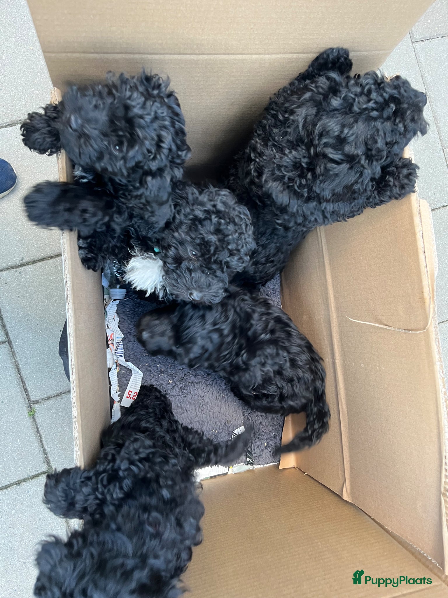 Maltipoo honden Maltipoo - Advertentie 2