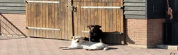Labrador Retriever honden te koop: 🐾 Labradorpups verwacht in oktober! 🐾 - Advertentie 2