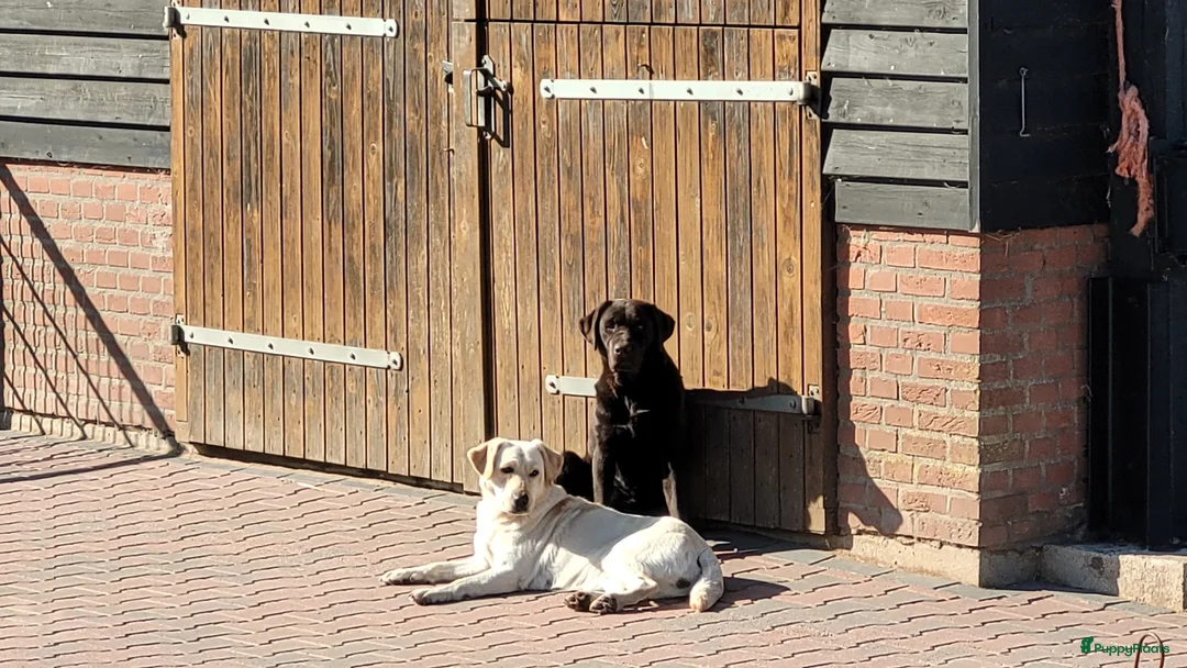 Labrador Retriever honden te koop: 🐾 Labradorpups verwacht in oktober! 🐾 - Advertentie 2