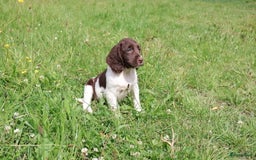 Engelse Springer Spaniel honden te koop: Lieve Engelse springer spaniel puppy's in Gameren - Afbeelding 16
