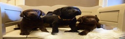 Labrador Retriever honden te koop: Labrador Retriever pups met stamboom - Advertentie 6