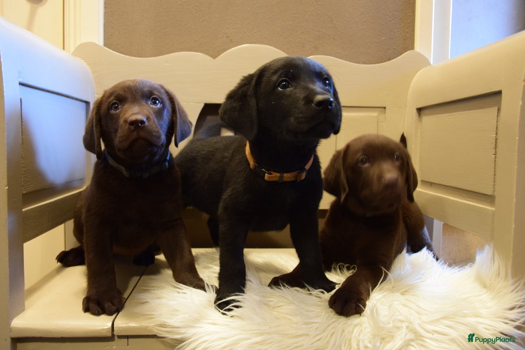 Labrador Retriever honden te koop: Labrador Retriever pups met stamboom - Advertentie 6