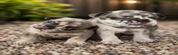 Franse Bulldog honden te koop: Lieve Franse Bulldog pup in Tilburg - Advertentie 18