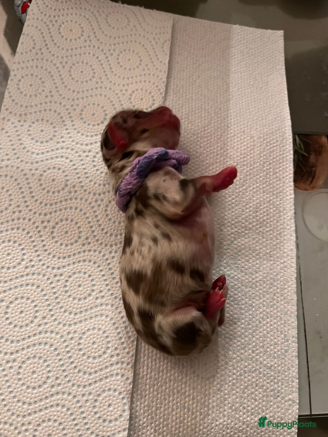 Chihuahua honden te koop: 6 lieve Chihuahua puppy’s - Advertentie 10