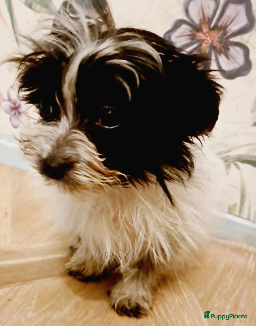 Kruising honden te koop: Zeer kleine waterhond - Advertentie 2