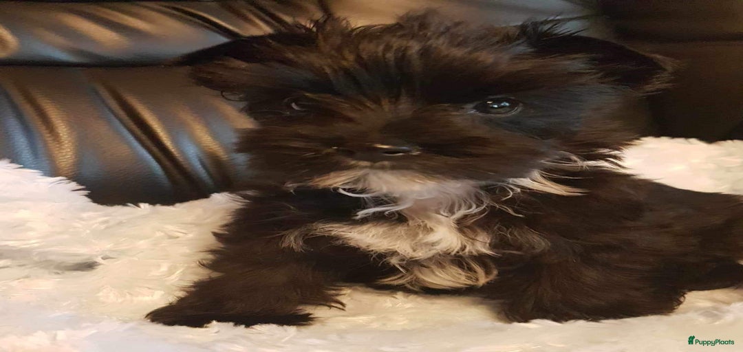 Galerij afbeelding {{count}}