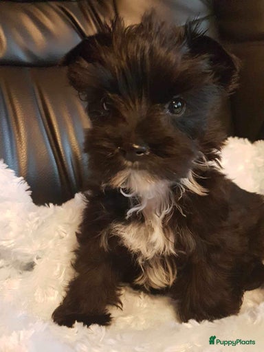 Galerij afbeelding {{count}}