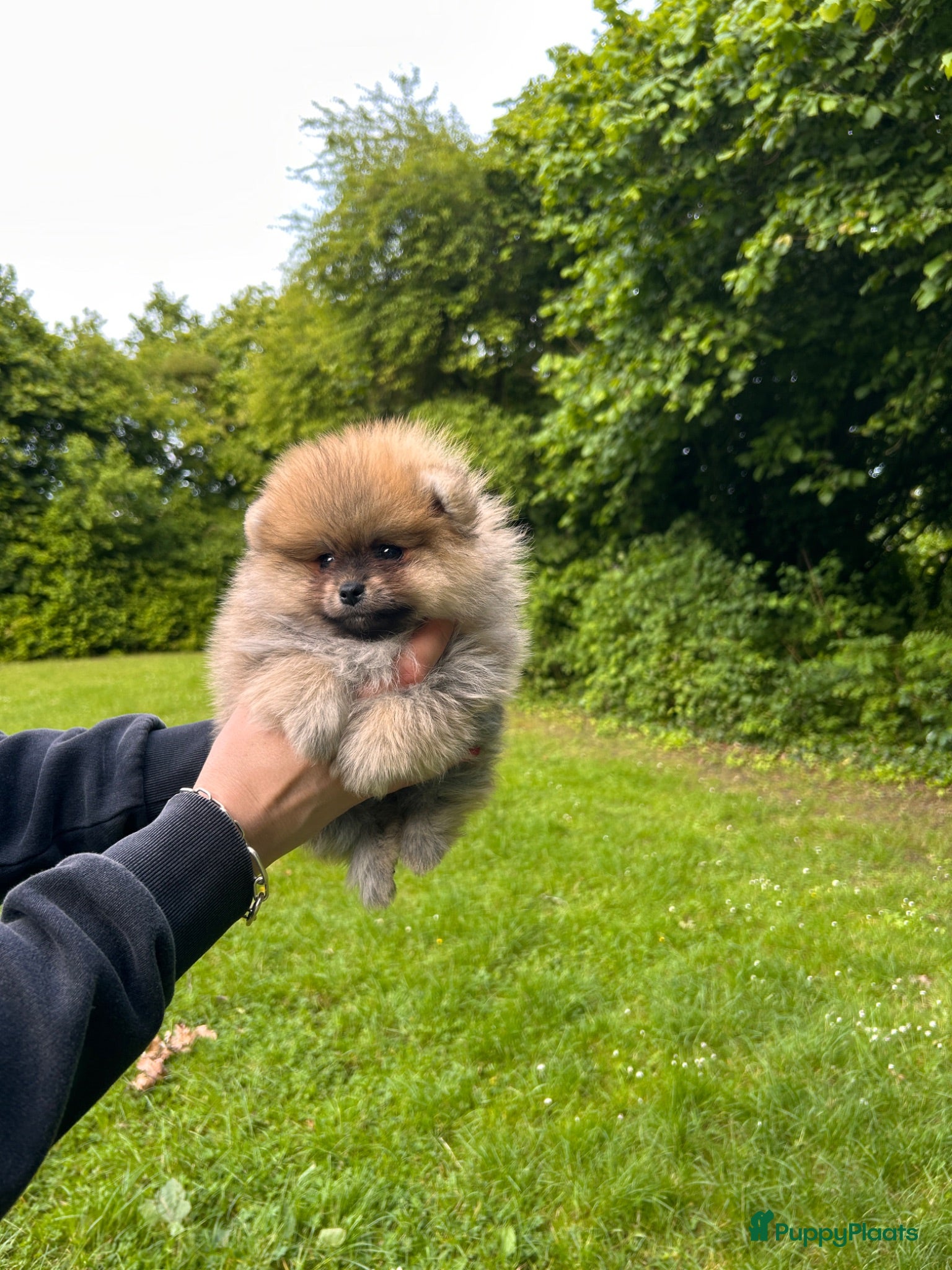 Pomeriaan honden 🌺Pomeranian 100 %🌺 - Advertentie 2