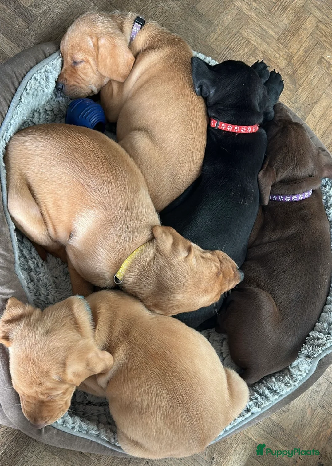 Kruising honden te koop: Laatste teefje labrador x Vizsla - Advertentie 2