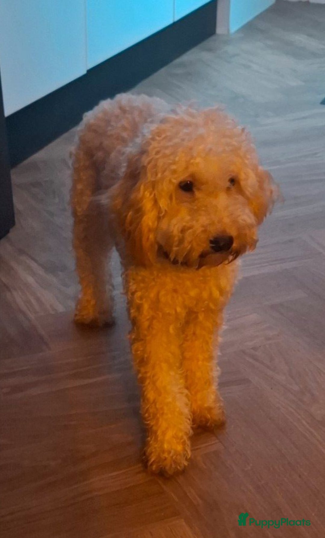 Australian Labradoodle honden te koop: 🎀 Prachtig Australian labradoodle teefje 🎀 - Advertentie 4