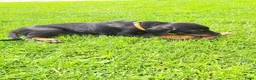 Dobermann honden te koop: Prachtig nestje Dobermann pups - Advertentie 5