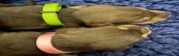 Ruwhaar Teckel honden te koop: Ruwharige teckel pups choco en tijger - Advertentie 2