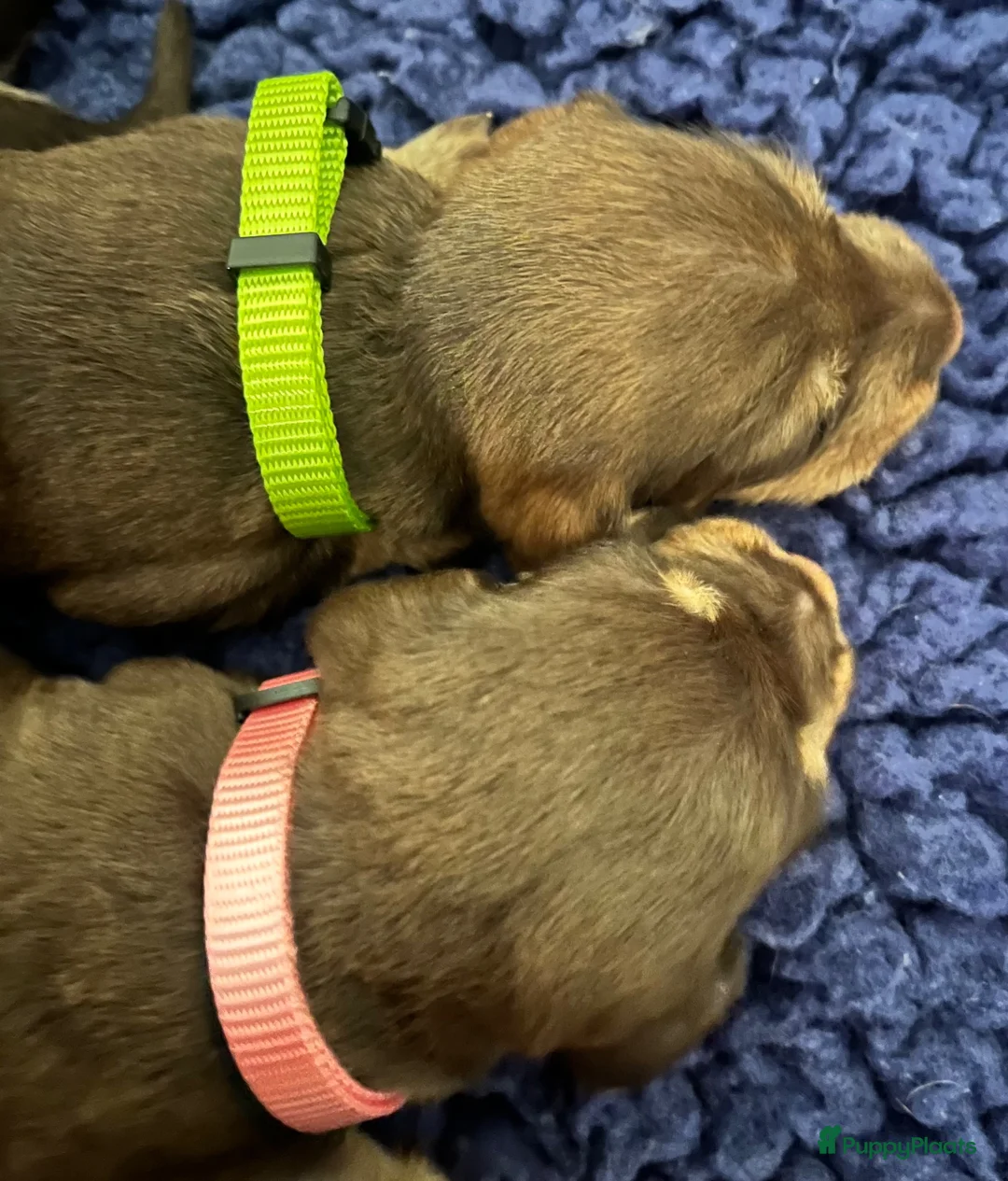 Ruwhaar Teckel honden te koop: Ruwharige teckel pups choco en tijger - Advertentie 2