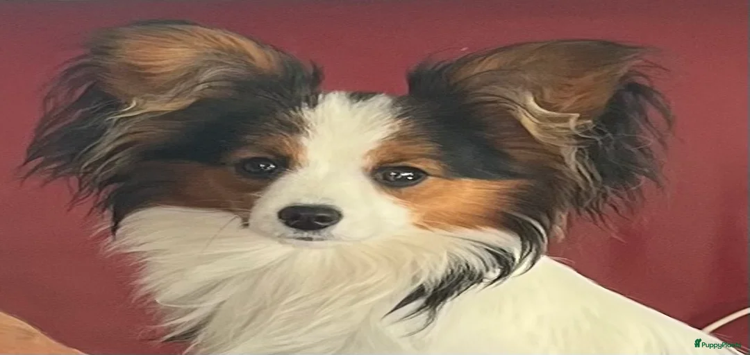 Galerij afbeelding {{count}}