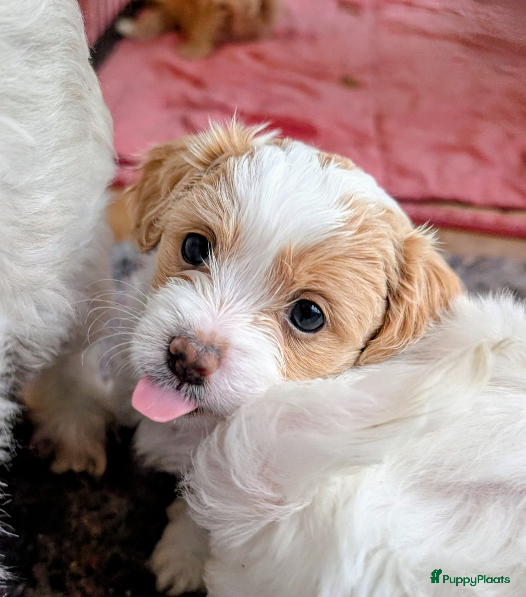 Shihpoo honden MaltiPoo (ShihTzu/Maltezer X ToyPoedel) - Advertentie 3