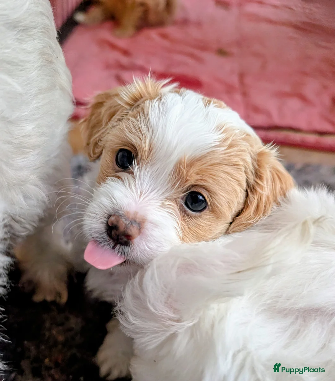 Shihpoo honden te koop: MaltiPoo (ShihTzu/Maltezer X ToyPoedel) - Advertentie 1