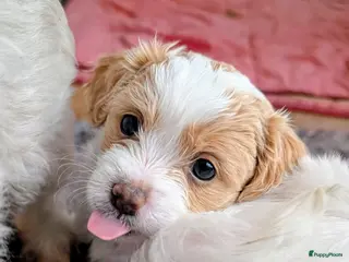 Shihpoo honden MaltiPoo (ShihTzu/Maltezer X ToyPoedel) - Advertentie 3