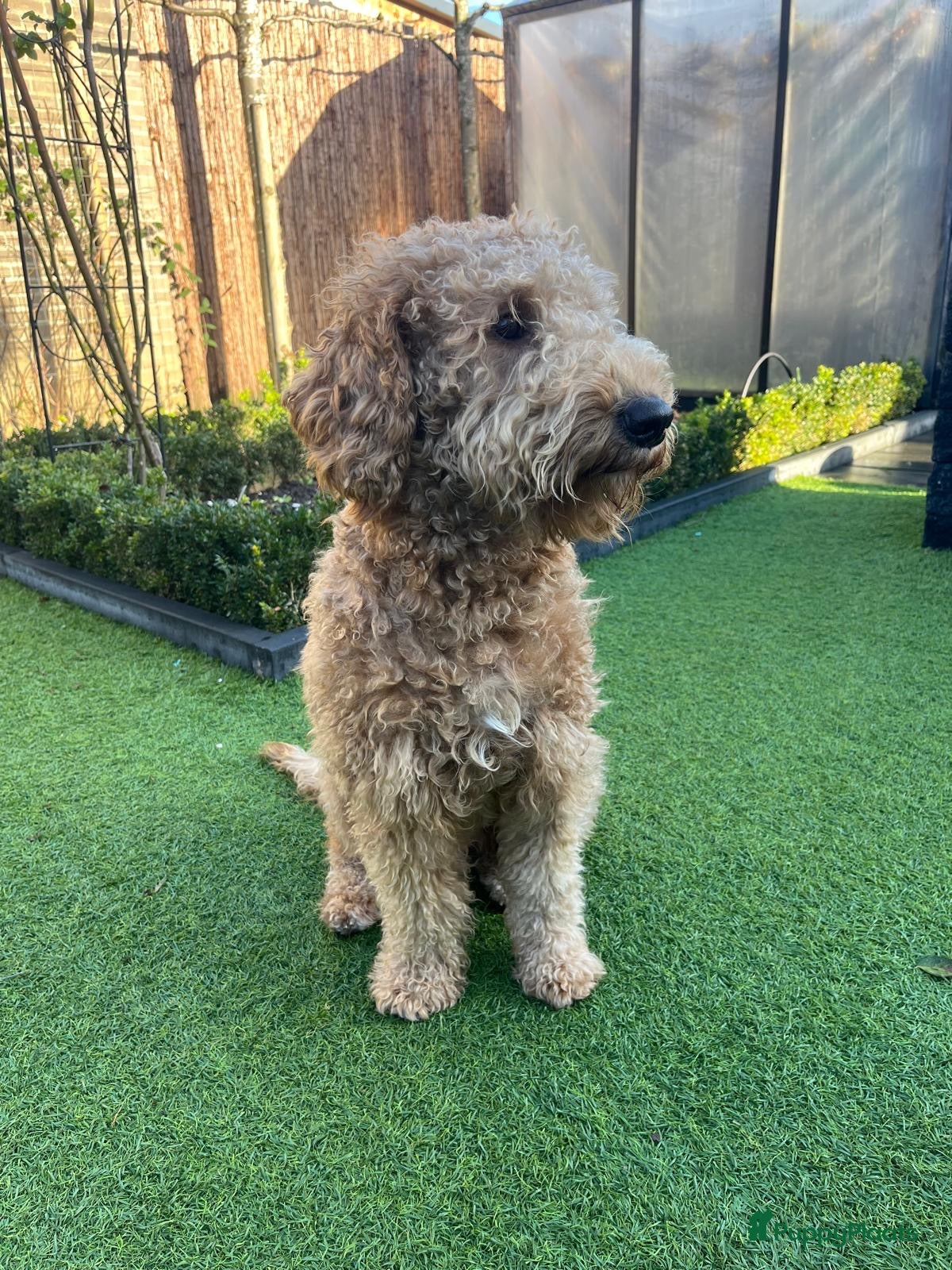 Labradoodle honden Prachtige multigen Labradoodle medium pups - Advertentie 1