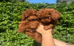 Poedel Toy honden te koop: 🐾Toy poedel, toy poodle, mini poedel, toypoedel🐾 - Afbeelding 4
