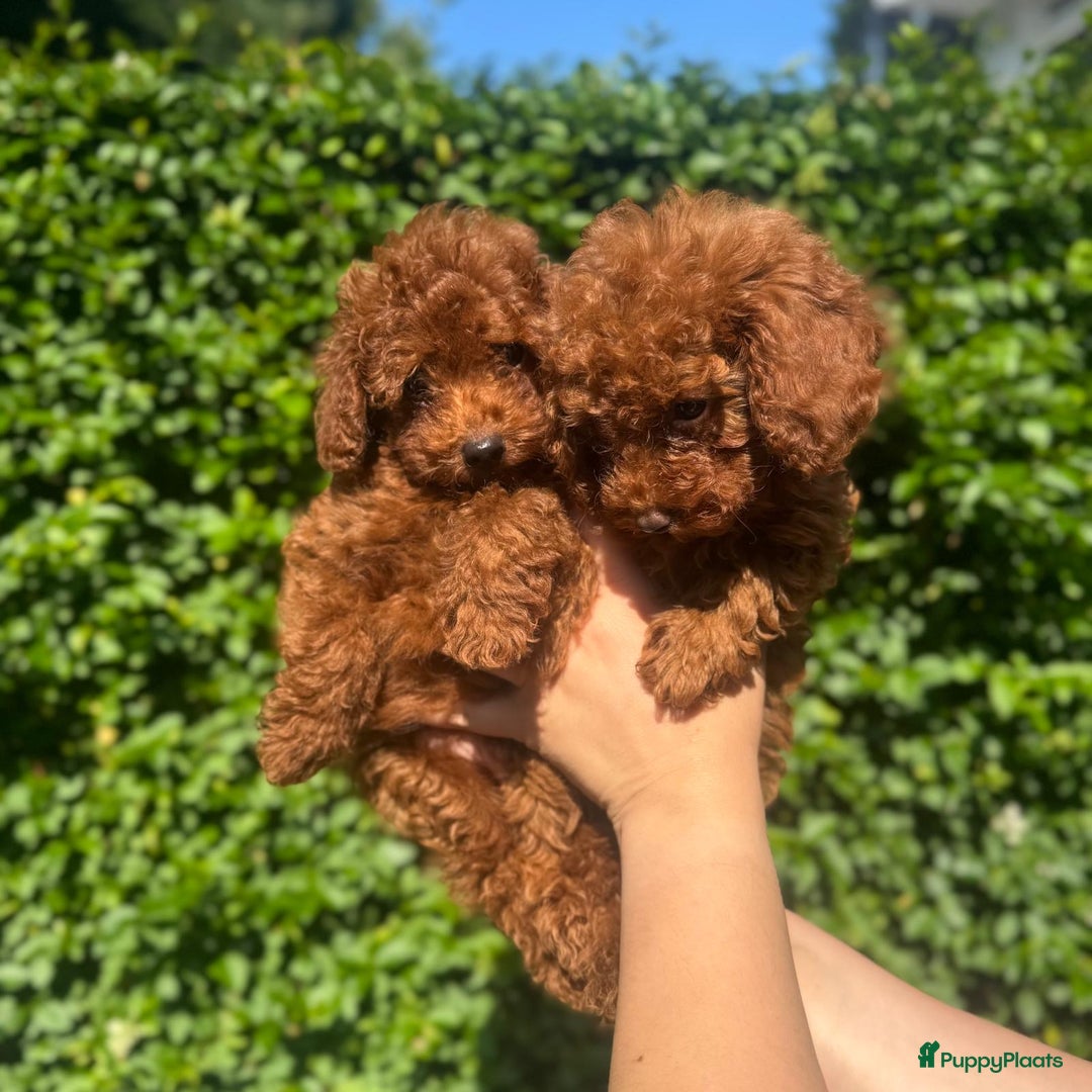 Poedel Toy honden te koop: 🐾Toy poedel, toy poodle, mini poedel, toypoedel🐾 - Afbeelding 4