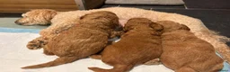 Poedel Toy honden te koop: Toy poedel vrouwtje beschikbaar  - Advertentie 1