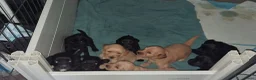 Labradoodle honden te koop: doodle  pups hypoallergeen - Advertentie 5