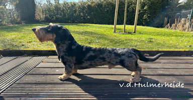 Ruwhaar Teckel honden - Advertentie 1