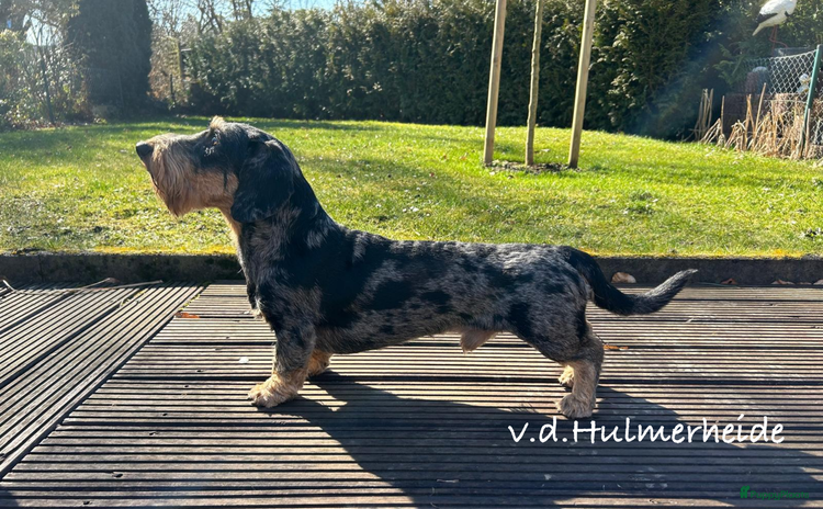 Ruwhaar Teckel honden - Advertentie 2