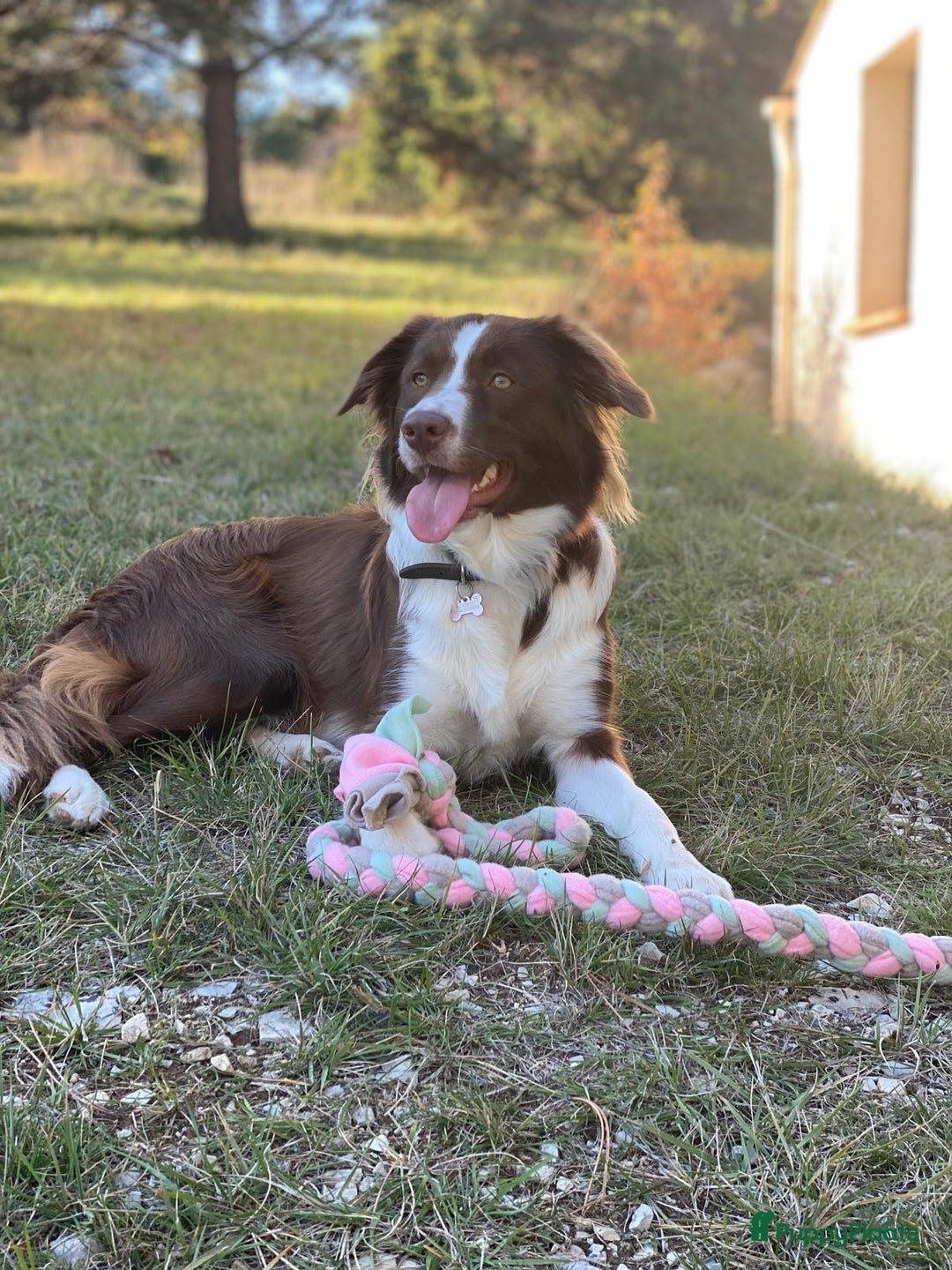 Border Collie honden te koop: Border Collie reutje zoekt liefdevol huisje - Advertentie 10