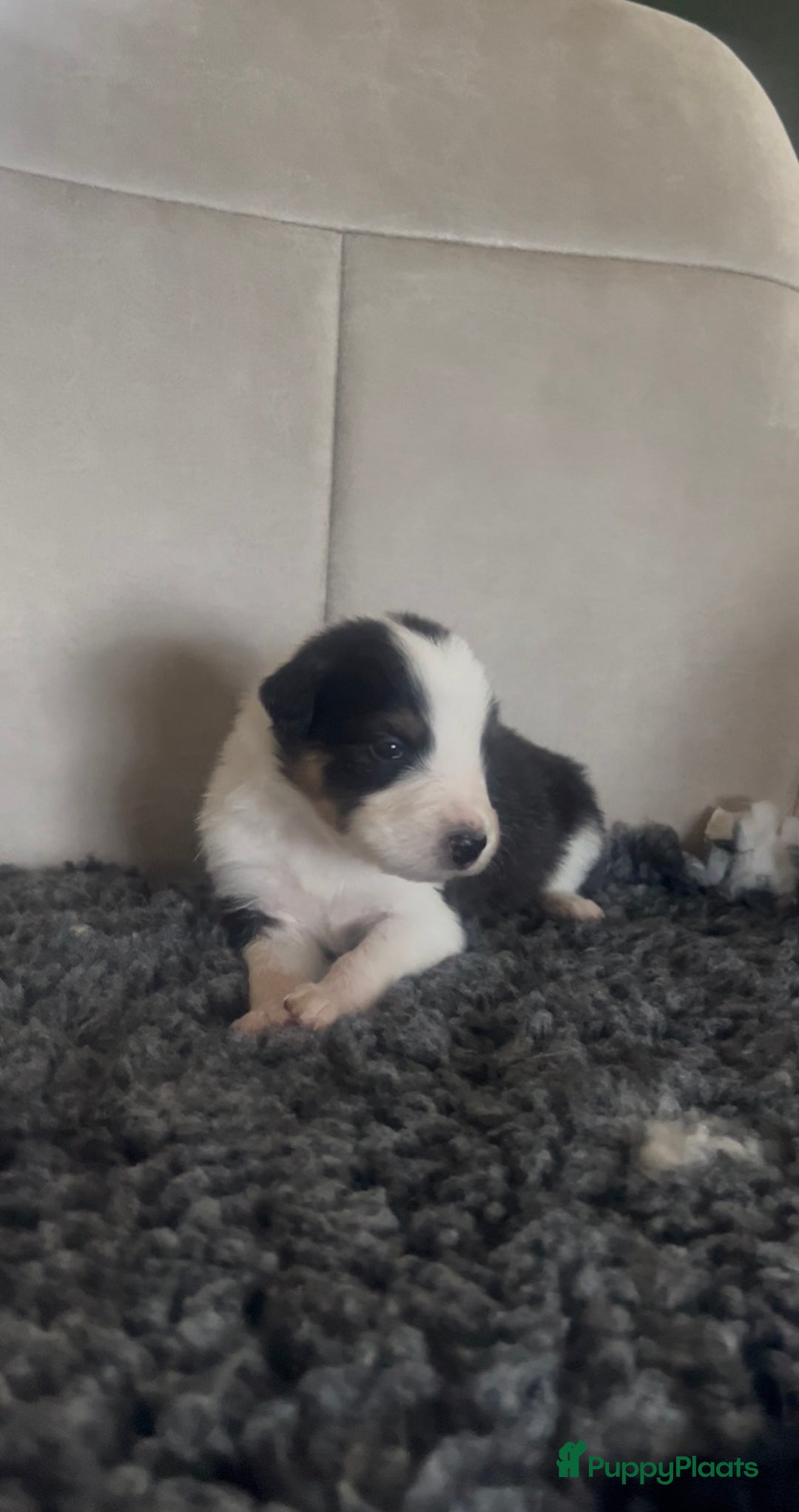 Australian Shepherd honden te koop: Raszuivere Australian Shepherd pups - Advertentie 23