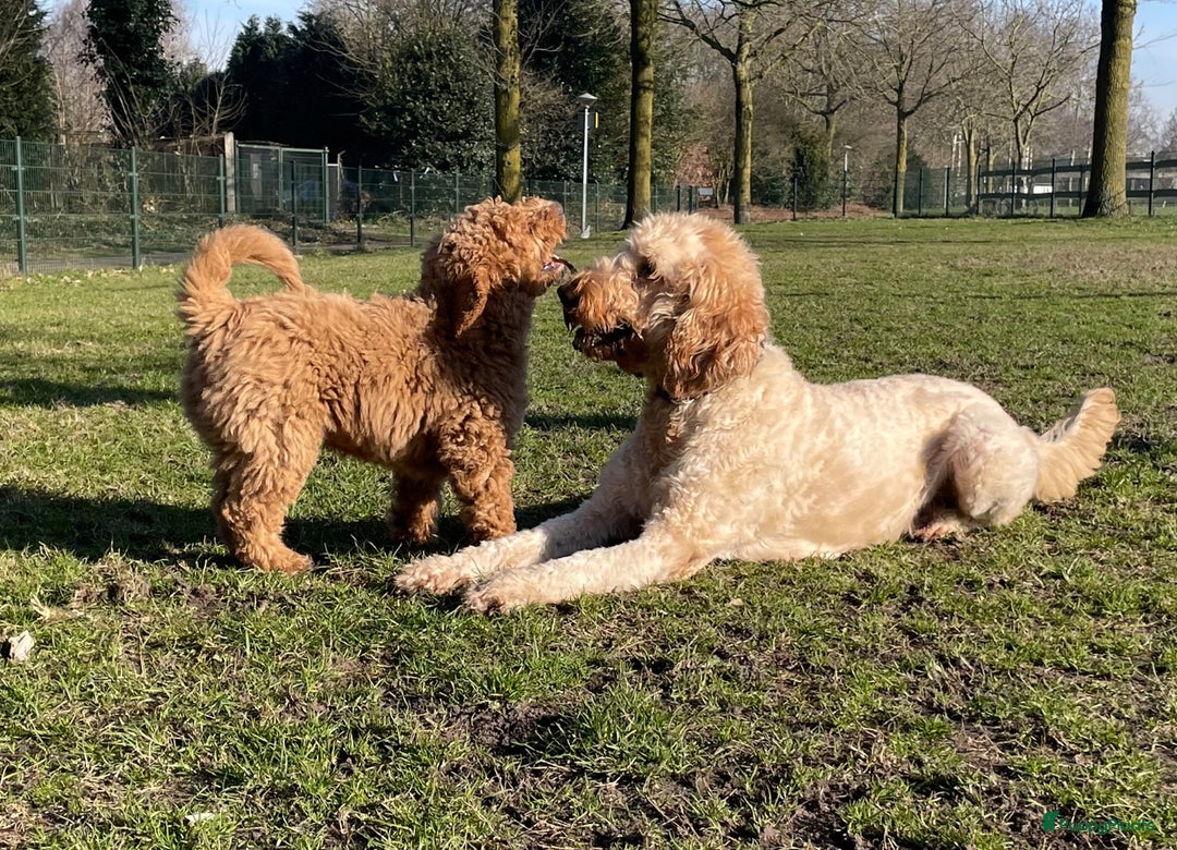 Kruising honden te koop: Goldendoodle multigen reutjes mogen verhuizen - Advertentie 9