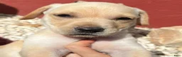 Kruising honden ter adoptie: hicha deze lieve meid zoekt haar gouden mandje  - Advertentie 8