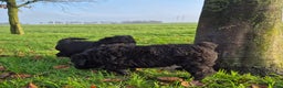 Bouvier des Flandres honden te koop: Raszuivere bouvier pups zonder stamboom. Gitzwart - Advertentie 6