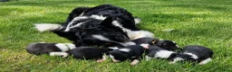 Border Collie honden te koop: Nog 1 Border Collie pup 3 kleur, heel verleidelijk - Advertentie 14