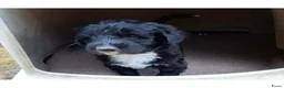 Bernedoodle honden te koop: unieke Bernedoodle pups - Advertentie 21
