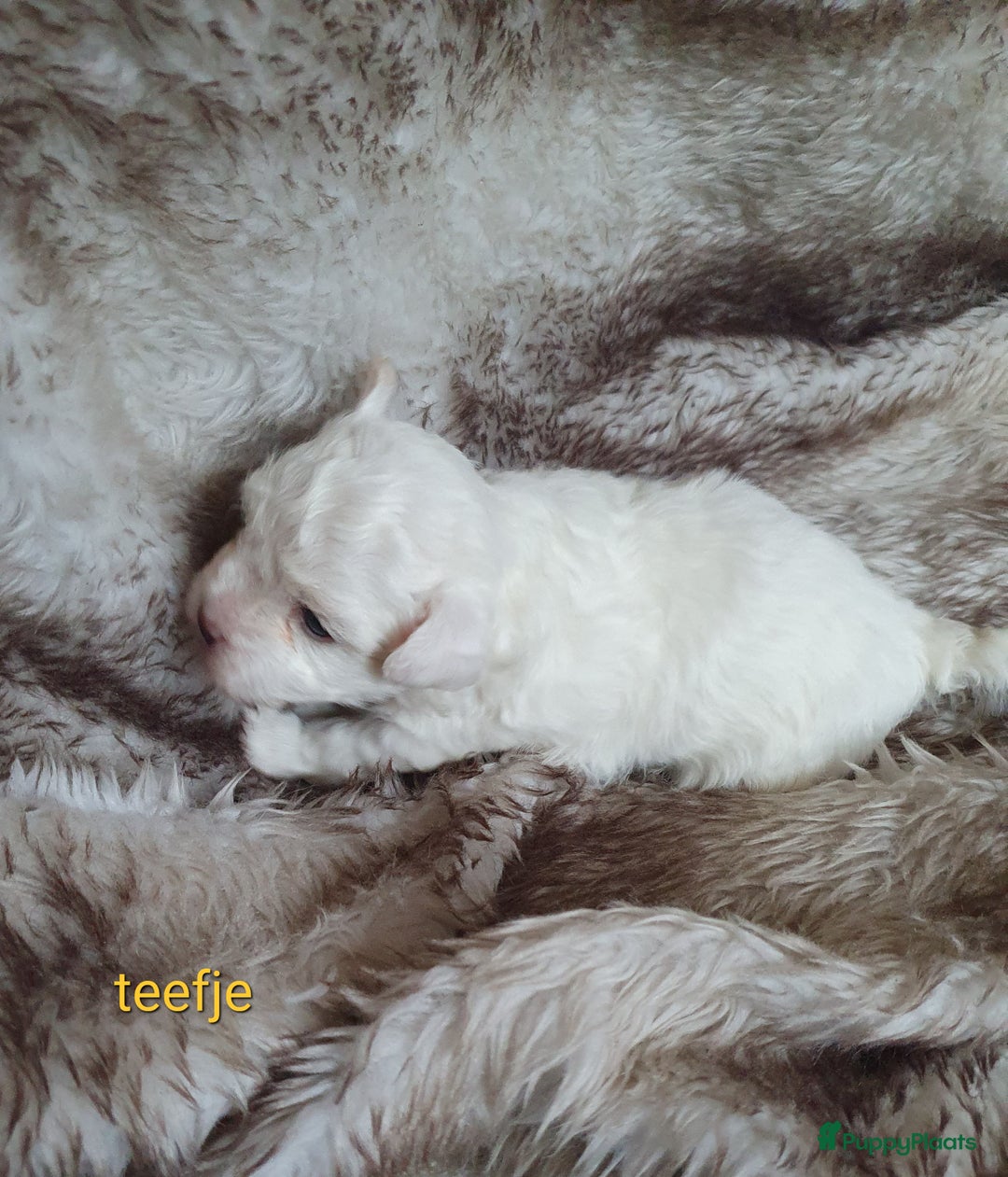 Maltipoo honden te koop: Maltipoo - Advertentie 4