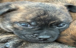 Kruising honden te koop: Kruising AHT American Hairless Terriër X Bulletje  in Hazerswoude-Rijndijk - Afbeelding 8