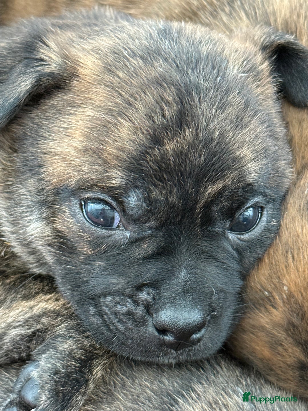 Kruising honden te koop: Kruising AHT American Hairless Terriër X Bulletje  in Hazerswoude-Rijndijk - Afbeelding 8