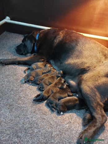 Kruising honden - Advertentie 1