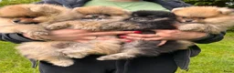 Pomeriaan honden te koop: 🌺Pomeranian🌺 - Advertentie 15