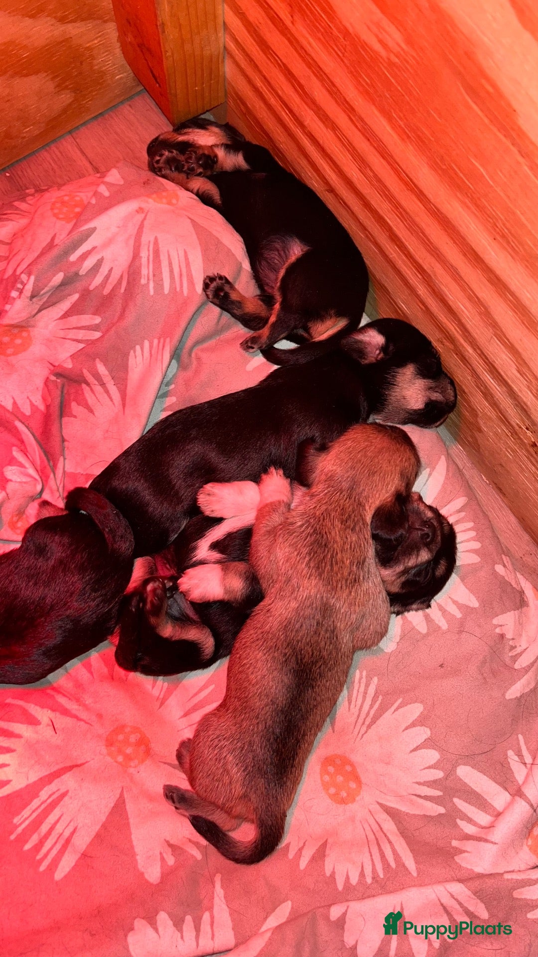 Kruising honden te koop: dwergteckel ❤️ maltezer  - Advertentie 1